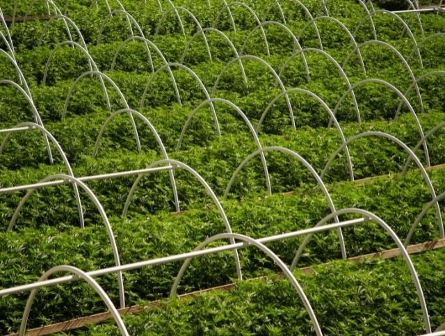 Choosing the Best CO2 Generator for Your Grow Space